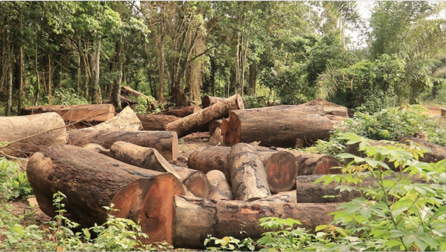 Logging in Cross River State