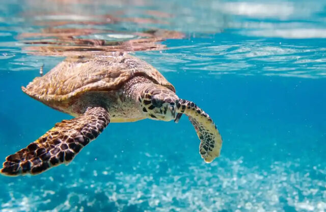 Seychelles Turtle