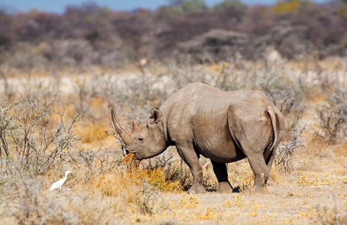 etosha-rhino Etosha Rhino