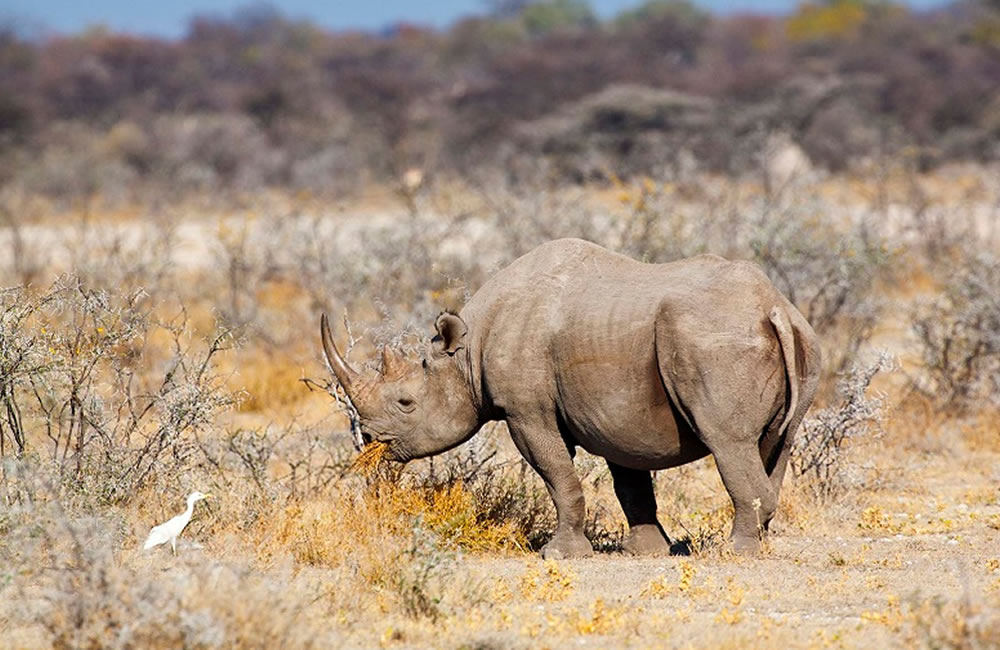 etosha-rhino Etosha Rhino