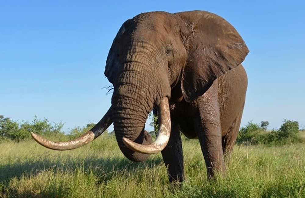 Good News for Elephants as IUCN Votes to Close Down All Domestic Ivory Markets Elephant Tusk