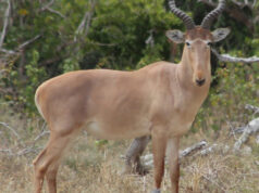 Let Us Save the Hirola, the World’s Rarest Antelope The Hirola Antelope