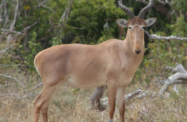 The Hirola Antelope