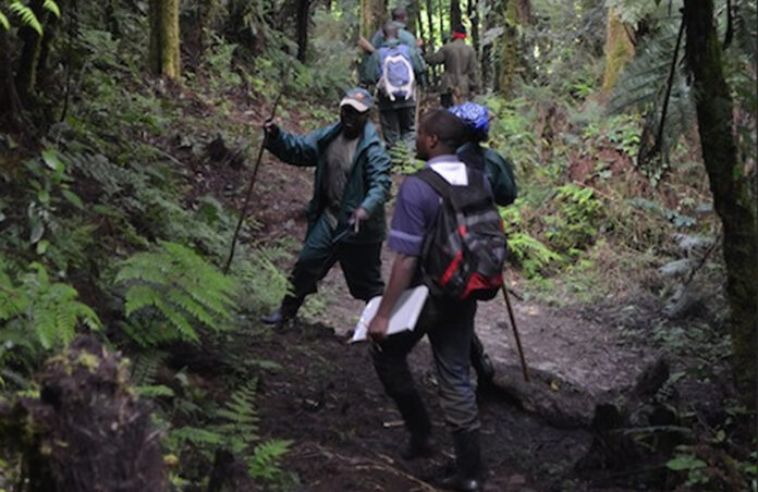 bwindi-gorilla-census Bwindi Impenetrable Forest