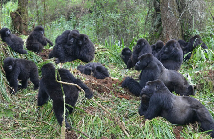 rwanda-gorilla-family Rwanda Gorilla Family