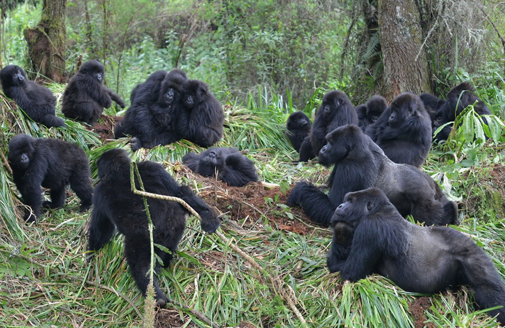 All About Gorillas Rwanda Gorilla Family