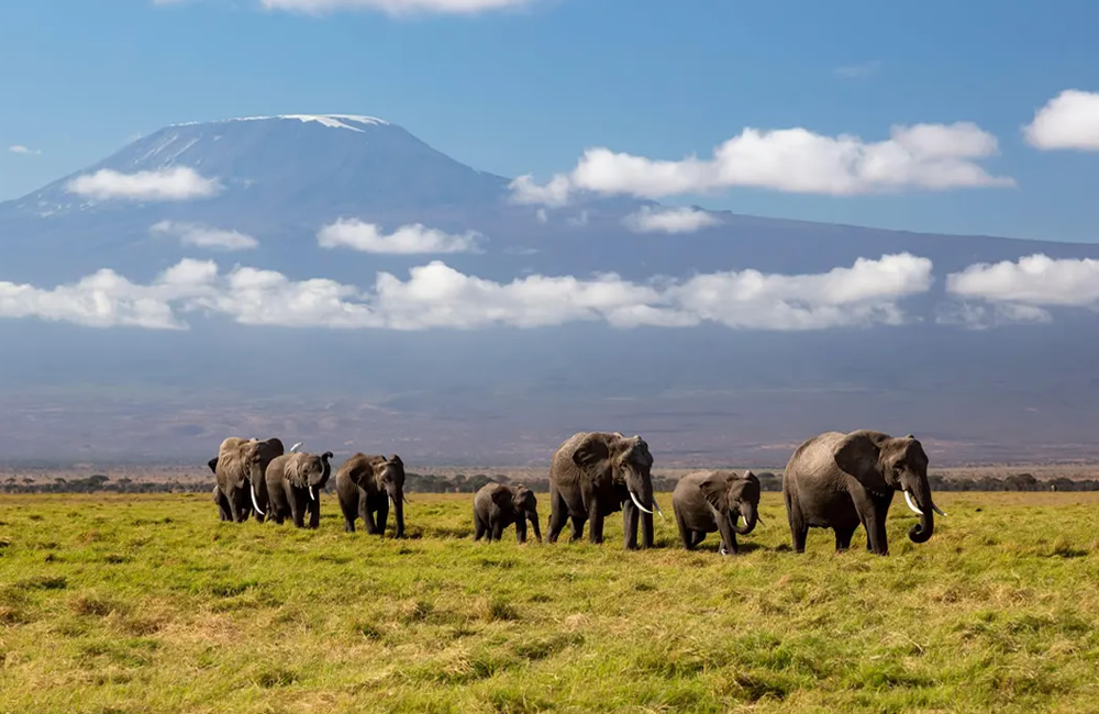 Kenya Elephant