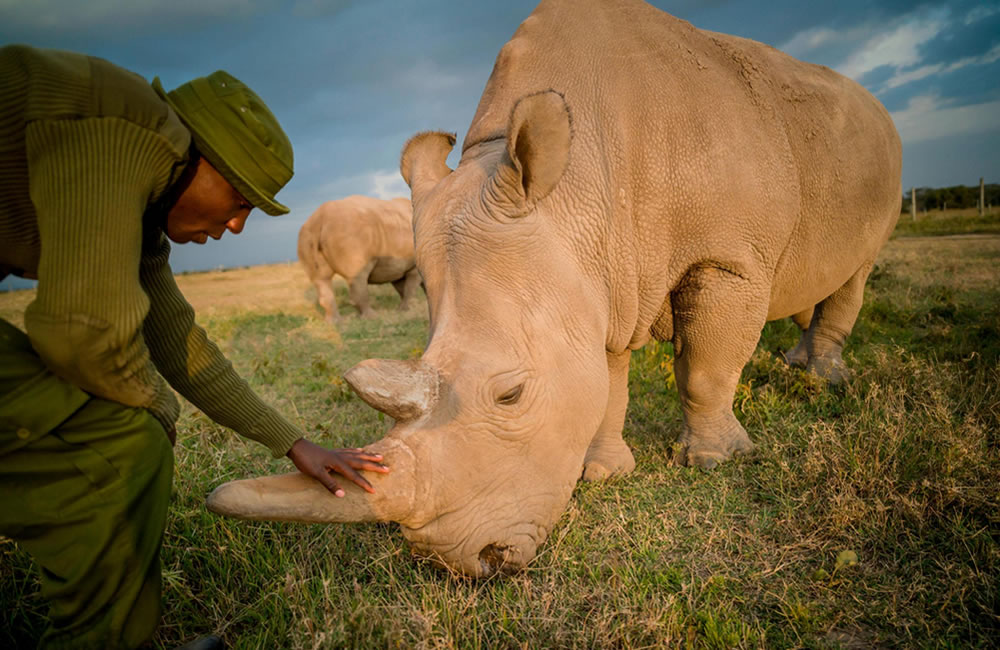 Northern White Rhinos