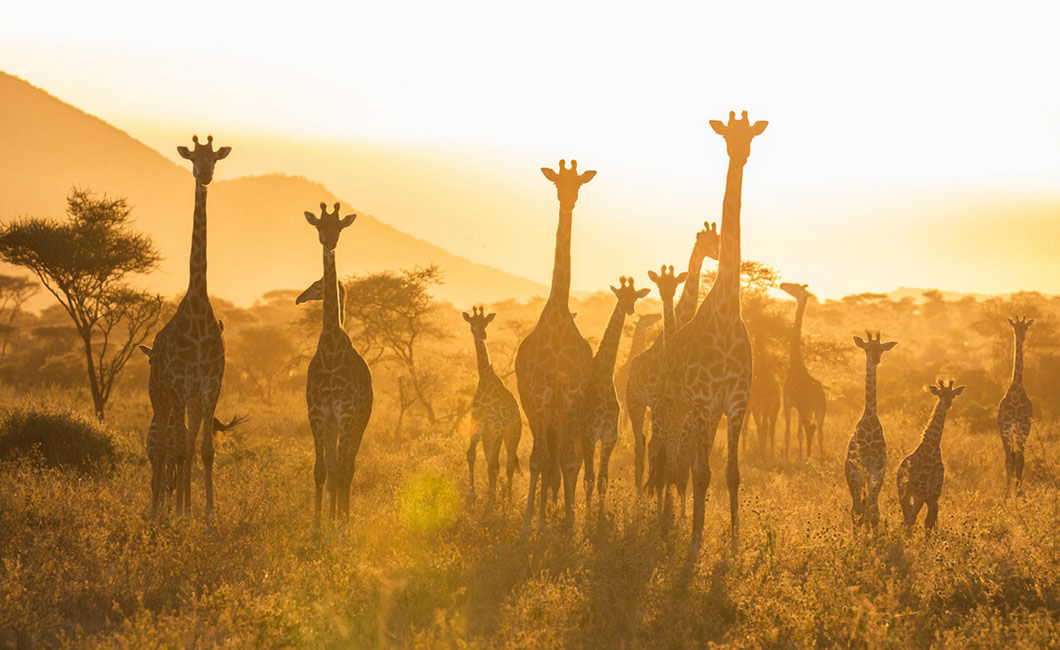 serengeti-park Serengeti National Park