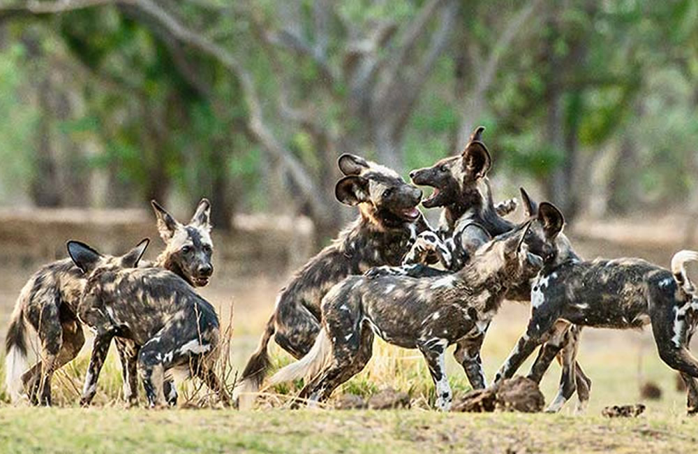 Wild Dogs in Africa