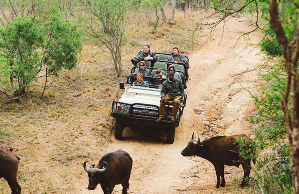 What to Do When Stuck in the Middle of Game Park South Africa National Park