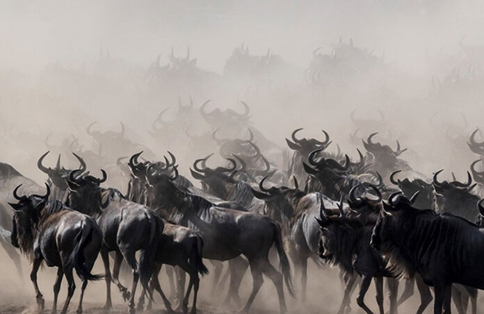 wildebeests-migration Wildebeests Migration