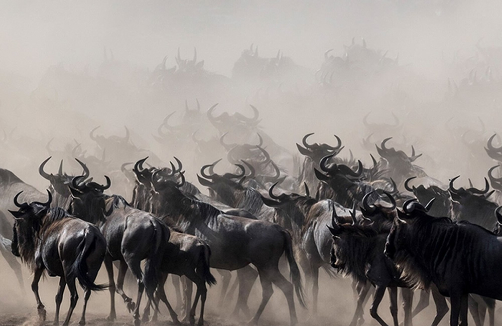 Amazing Facts About the Wildebeest Migration Wildebeests Migration