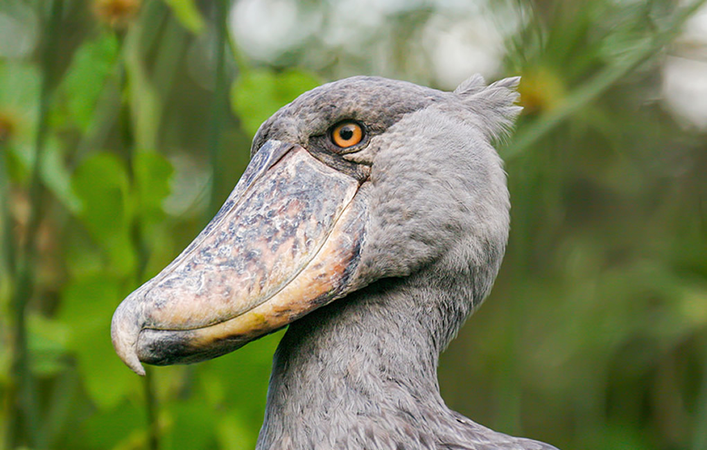 Top 10 Most Amazing Birds to See in Africa African Shoebill Stork
