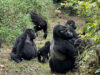 Amazing Facts About Mountain Gorillas Mountain Gorillas