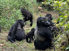 Amazing Facts About Mountain Gorillas Mountain Gorillas