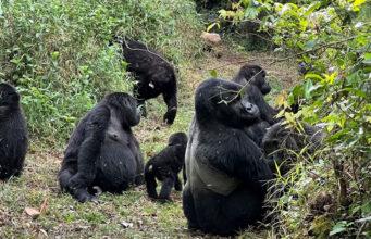 Amazing Facts About Mountain Gorillas Mountain Gorillas
