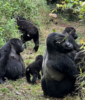 Amazing Facts About Mountain Gorillas Mountain Gorillas